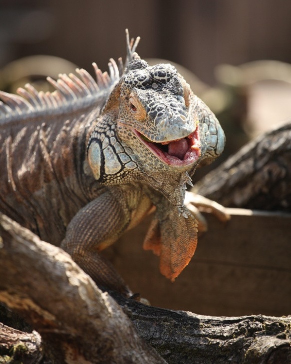 laughing_iguana
