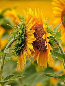 SunflowersDouble