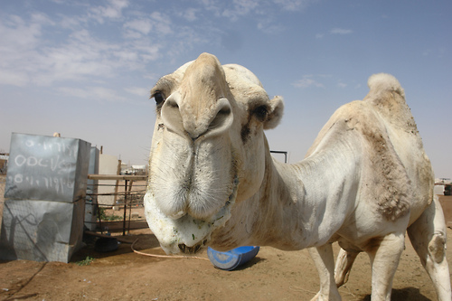 camel-hump-day-wednesday-caleb